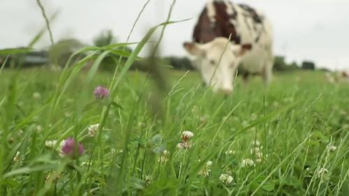 Lait français : le nombre d'éleveurs continue de diminuer