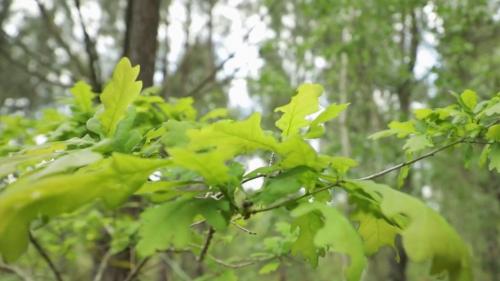 VIDEO. Réchauffement climatique : quelles solutions pour protéger les forêts ?