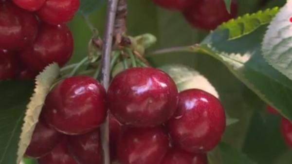 Chaleur : récolte abondante et de qualité pour les fruits