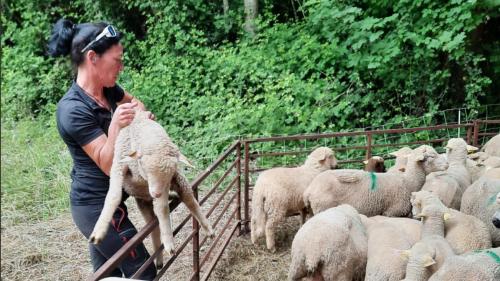 REPORTAGE. En Isère, des adultes en reconversion apprennent le métier de berger : 