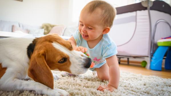 Les bienfaits d'avoir un chien à la maison