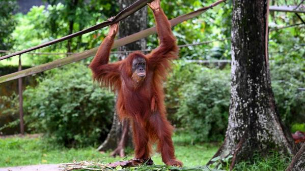 Les singes pensent-ils comme nous... quand ils ne font rien ?