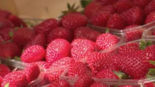 Les fraises espagnoles : une concurrence déloyale ?