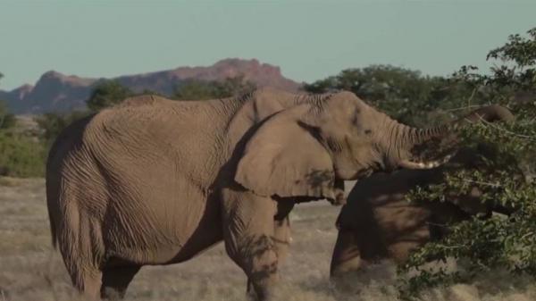 Namibie : la vente d'éléphants aux enchères fait polémique