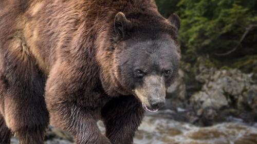 Enquête sur la mort d'une ourse en Ariège : huit chasseurs placés tour à tour en garde à vue