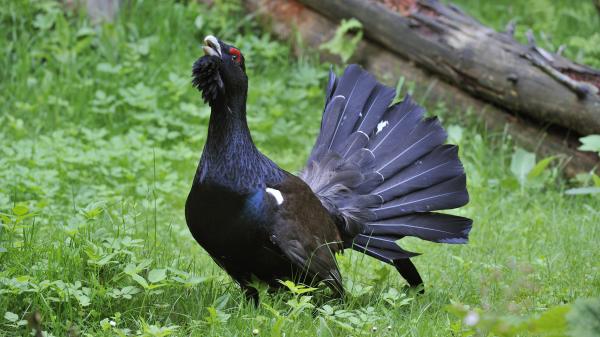 Le Conseil d'Etat interdit la chasse du grand tétras pendant cinq ans