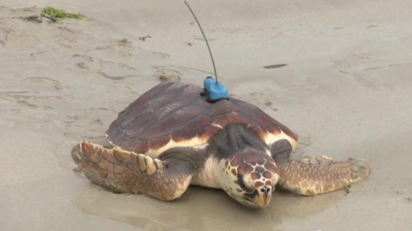 Tortues : deux spécimens relâchés au large de l'Ile de Ré