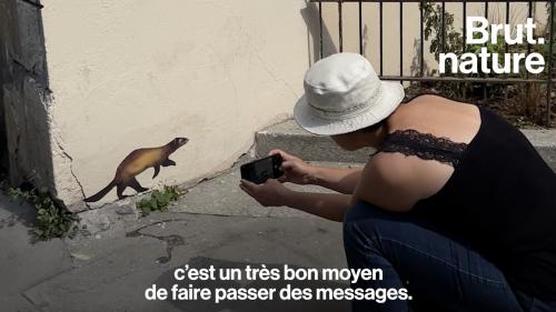 VIDEO. Cette street artiste colle des dessins d'animaux sauvages pour alerter sur l'extinction des espèces