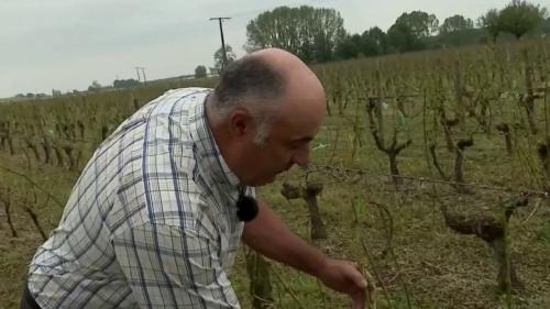 VIDEO. Intempéries : la grêle cause de terribles dégâts dans les vignobles