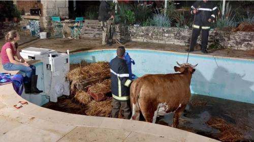 Dordogne : les pompiers mettent toute la nuit pour sortir une vache tombée dans une piscine à Saint-Pompon