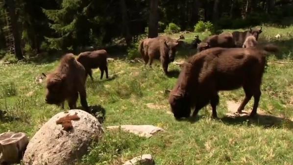 Biodiversité : en Lozère, une réserve au chevet des bisons d'Europe