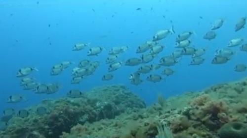 Bouches-du-Rhône : sur la Côte Bleue, un parc marin pour préserver la biodiversité