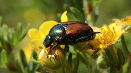 Alerte au scarabée japonais, insecte ravageur qui risque de s'introduire en France