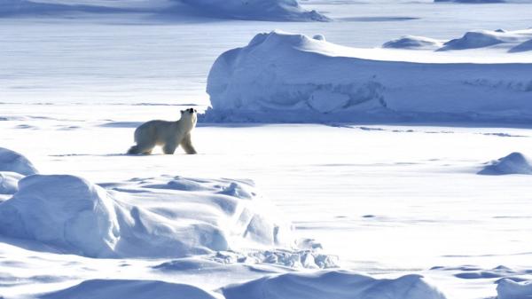 Une nouvelle population d'ours polaires découverte au Groenland