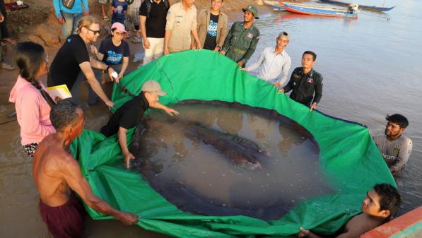 Cambodge : un pêcheur capture le plus gros poisson d'eau douce jamais enregistré, une raie de 300 kg