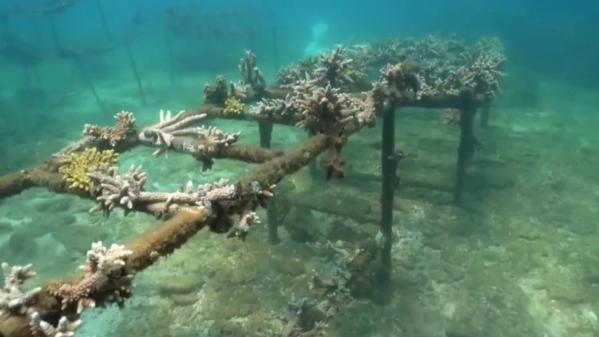 Environnement : le corail, pour la préservation de l'écosystème