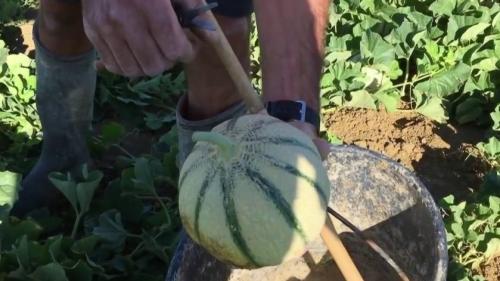 Lot : la récolte du melon du Quercy a débuté, et s'annonce très prometteuse