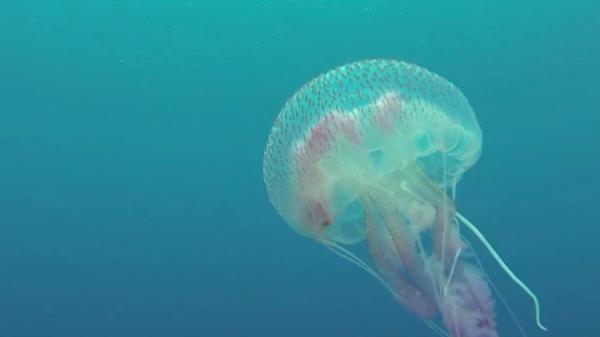 Vacances d'été : les méduses plus nombreuses avec le réchauffement de l'eau en mer Méditerranée