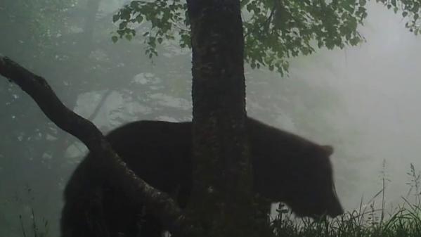 Pyrénées : comment vivre avec les ours ?