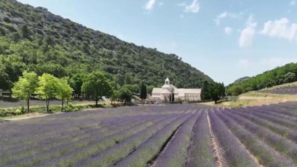 Lavande : une fleur typique de la Provence qui pourrait faire son entrée au patrimoine mondial de l'Unesco