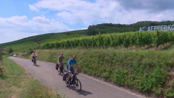 Tourisme : visiter les vignes d'Alsace à vélo