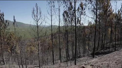 Risques d'incendies : les autorités en alerte dans le Gard