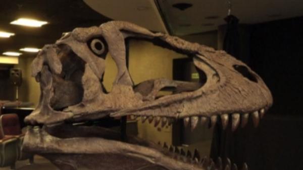 Argentine : des restes d'un dinosaure géant découverts