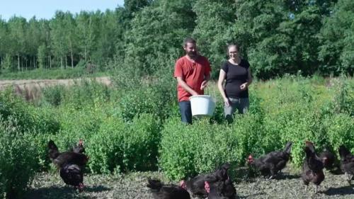 Gauloise noire de Bresse : une race de poule enfin revalorisée pour ses oeufs