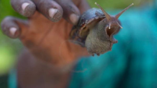 Inde : des escargots géants envahissent l'État du Kerala