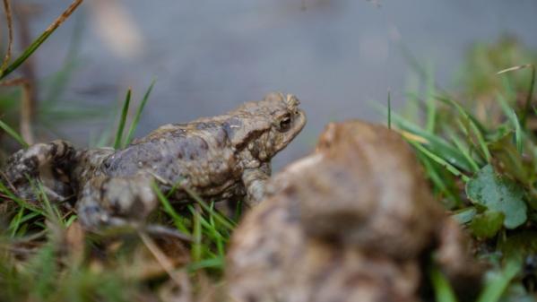 Les crapauds, des amphibiens à protéger