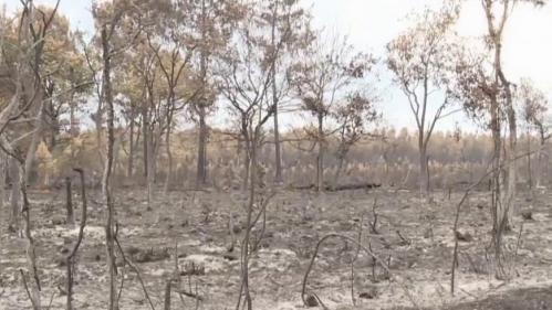 Incendies en Gironde : les feux en passe d'être contenus ?