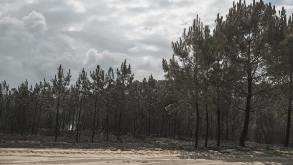 REPORTAGE. Incendies en Gironde : comment reconstituer une forêt après un incendie ?