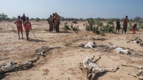 Famine : la pandémie, la guerre et la sécheresse ont des effets dévastateurs sur la Corne de l'Afrique