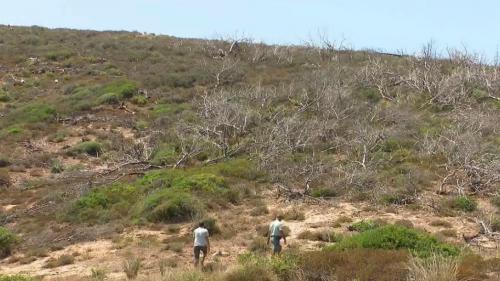 Incendies : quelles stratégies pour reconstruire les forêts ?