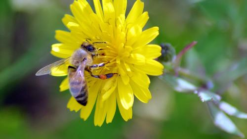 Piqûres d'insectes : comment bien réagir ?