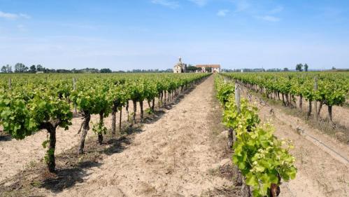 Réchauffement climatique : en Camargue, le sel détruit les vignes avec 