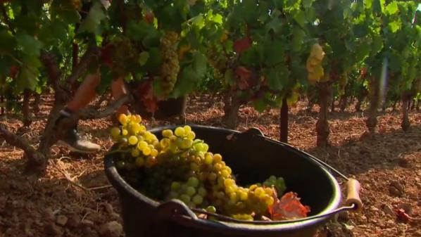 Réchauffement climatique : des vendanges de plus en plus précoces