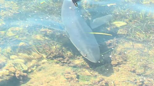 Hyères : le requin bleu retrouvé mort ce samedi matin