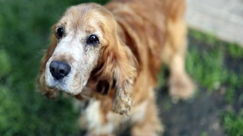 Abandons d'animaux : 