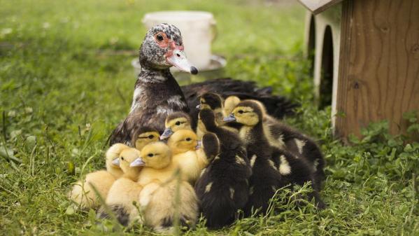 Les canards d'ornement, des animaux de compagnie sympathiques mais pas toujours très propres