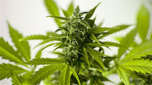 La Suisse généralise l'utilisation du cannabis à des fins médicales