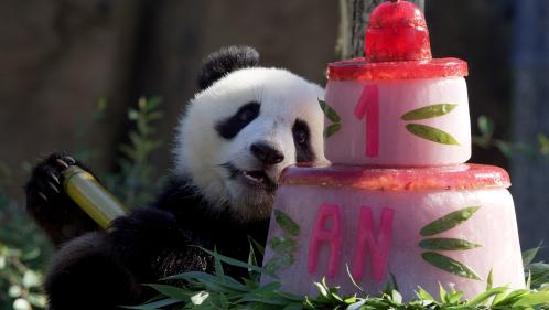 Zoo de Beauval : les jumelles pandas ont fêté leur un an devant leurs fans