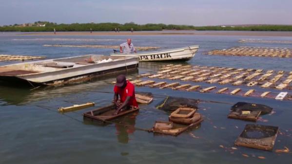 Gastronomie : des huîtres de Noirmoutier produites au Sénégal