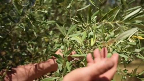 Sécheresse : les producteurs d'olive se préparent à une récolte catastrophique