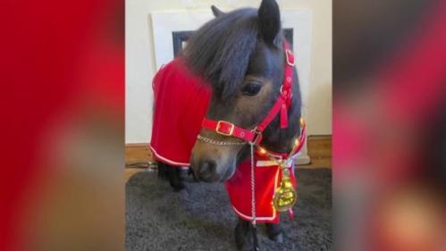 Insolite : au Royaume-Uni, un poney Shetland élu symboliquement maire de Cockington