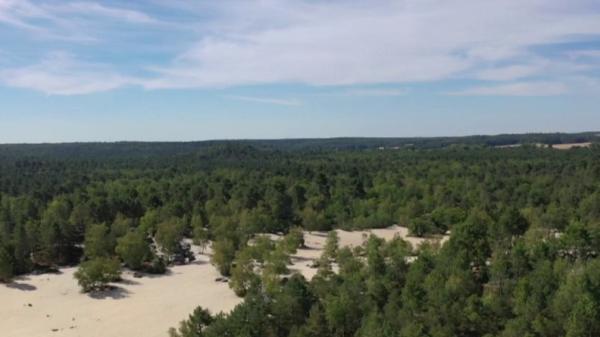 Incendies : la forêt de Fontainebleau, zone sensible