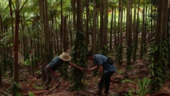 La Réunion : la vanille givrée, un petit trésor sucré qui fait la fierté de l'île