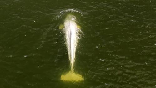 Béluga dans la Seine : 