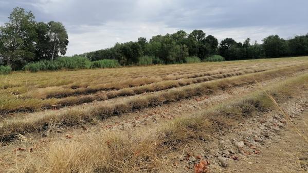 Sécheresse : il faut remplacer le stockage d'eau 