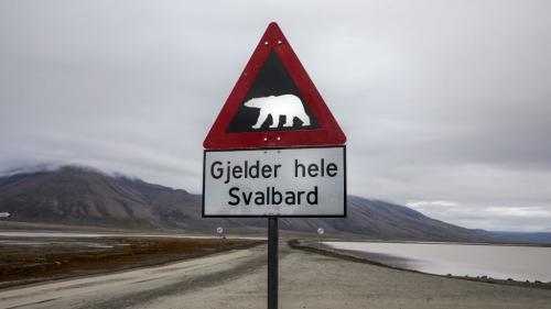 Norvège : une touriste française blessée par un ours blanc dans l'archipel du Svalbard